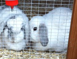 Rabbits living in hutches can become bored