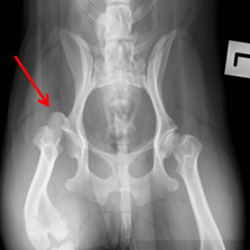 Fig 2: Right sided hip dislocation in a dog with hip dysplasia
