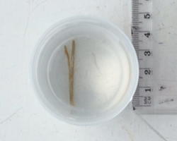 This grass awn, which was in a cat’s nose, caused nasal discharge and sneezing