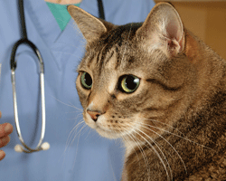 There are many possible causes of nasal discharge and sneezing in cats