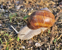 Picking up your dog’s faeces in your garden/local park will prevent spread of lungworm via slugs and snails