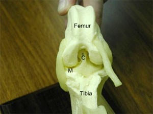The cranial cruciate ligament C lies within the stifle joint and links the femur to the tibia. The main function of the cruciate ligament is to prevent the tibia from shifting forwards whilst load bearing. The meniscus M is the fibrocartilage pad that acts as a shock absorber between the femur and the tibia
