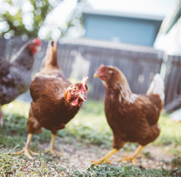 Mycoplasma infection can impact on both commercial flocks and backyard pets