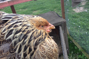 Fig 2: An older hen - note the similar appearance to the peachick in Fig 1. Significant swelling under the eyes can often appear as a characteristic sign of Mycoplasma in poultry