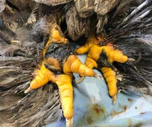 Bumblefoot infection has spread across both of this bird’s feet. The areas affected look blackened.