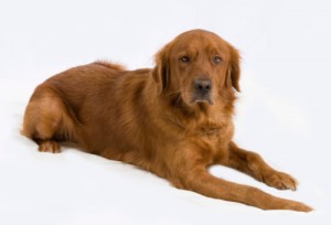 seizures in dogs