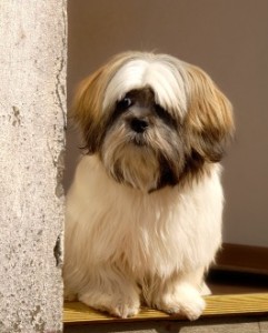 Lhasa Apso with diabetes