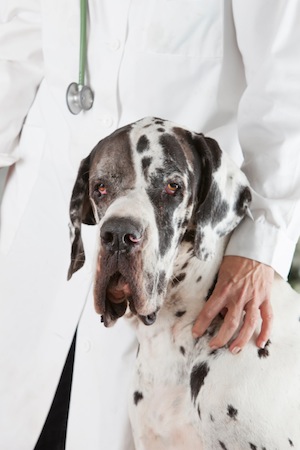 dilated cardiomyopathy in dogs
