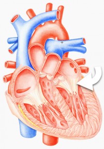 diagram to show the position of the heart vaves