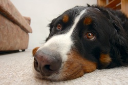 pain control after surgery is crucial. Keep a close eye on your pet at home to make sure they are not in too much pain