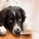 pain control in pets