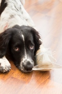 pain control in pets