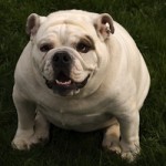 obesity prevention in dogs