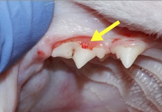 Tooth reorption in a domestic cat. The yellow arrow is pointing ot the eroded area of the tooth next to the gum.