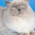 Feline Hypertrophic Cardiomyopathy (HCM) is probably inherited in certain breeds such as the Maine Coon and Ragdoll.