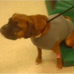 dog wearing halter monitor