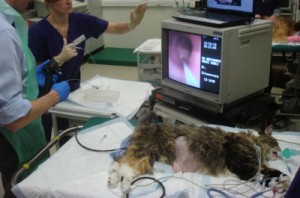 feline colonoscopy