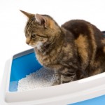 Frequent visits to the litter tray may indicate a 'blockage' and your cat is unable to pee