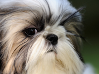 Shih tzus are one of a number of brachycephalic breeds