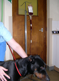 A Doberman with IMHA receiving a blood transfusion