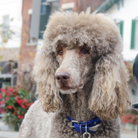 Standard Poodle: one of a number of breeds predisposed to Addison’s disease