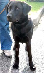 A dog with elbow dysplasia showing ‘turning out’ of the front feet