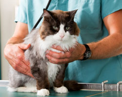 Figure 1: Your veterinary surgeon will advise you on the best treatment option if your cat has asthma.