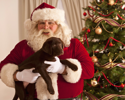 Keep your pets safe and have a great Christmas!