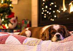 Christmas can be a hazardous time of year for pets