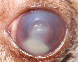 corneal ulcer