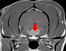Fig 1: This is an MRI scan of part of the brain of a dog with pituitary dependent Cushing’s disease. The red arrow is pointing at a large pituitary mass. Large masses are reasonably uncommon but can lead to neurological signs.