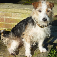 A successfully treated dog with Alabama Rot