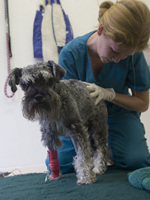 veterinary physiotherapy