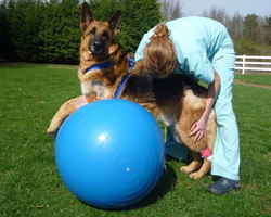 veterinary physiotherapy