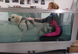 Animal physiotherapy sales
