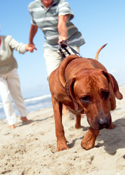 Physiotherapy for dogs with arthritis can help them to be more active and more comfortable