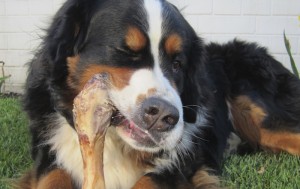 bones and raw food barf