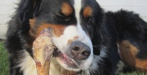 bones and raw food barf is a popu;ar way to feed dogs