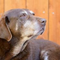 physiotherapy for older dogs