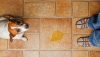urinary incontinence in female dogs