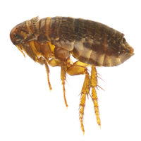 Fleas can also act as carriers or ‘vectors’ for tapeworms