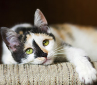 Your vet will need to determine whether your cat is vomiting or regurgitating