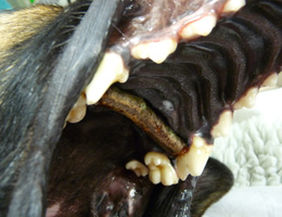  This photograph shows a stick lodged in a dog’s mouth across the hard palate 