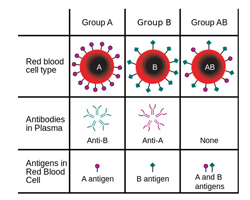 Cat blood groups