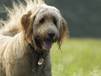 There are a number of options for managing chronic kidney disease in dogs