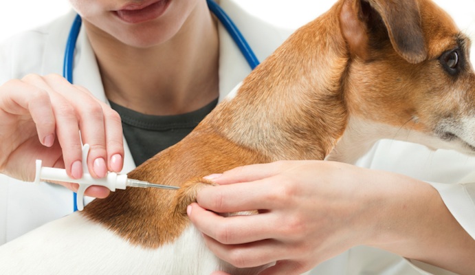 microchips for pets image