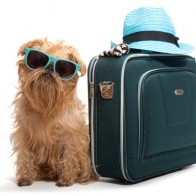 taking you pet abroad image