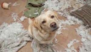 Destructive Behaviour in DogsThe Veterinary Expert Pet Health