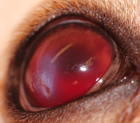 Fig 2: This puppy has an eye scratch injury. There is damage to the surface of the eye and blood in the front chamber.