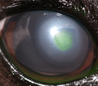 Fig 3: This is the same dog with an eye scratch injury as in Fig 1. The loose tissue flap has been removed and the healing of the wound is progressing well (the green area is a dye which has actually been put into the eye during the examination).